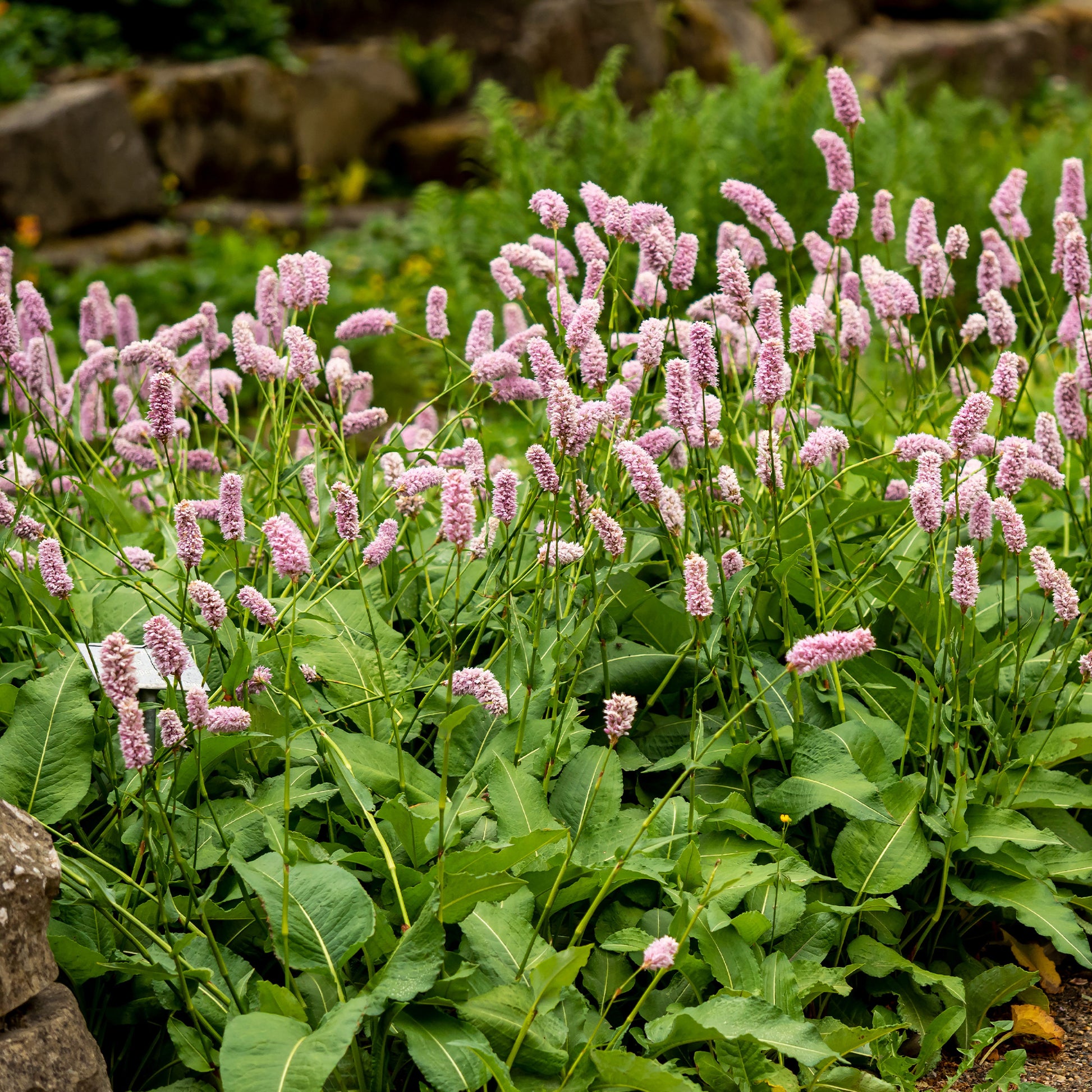 Renouée Persicaria bistorta Superba - Persicaria bistorta Superba - Bakker