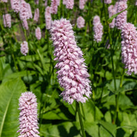 Persicaria bistorta Superba - Renouée Persicaria bistorta Superba - Plantes vivaces