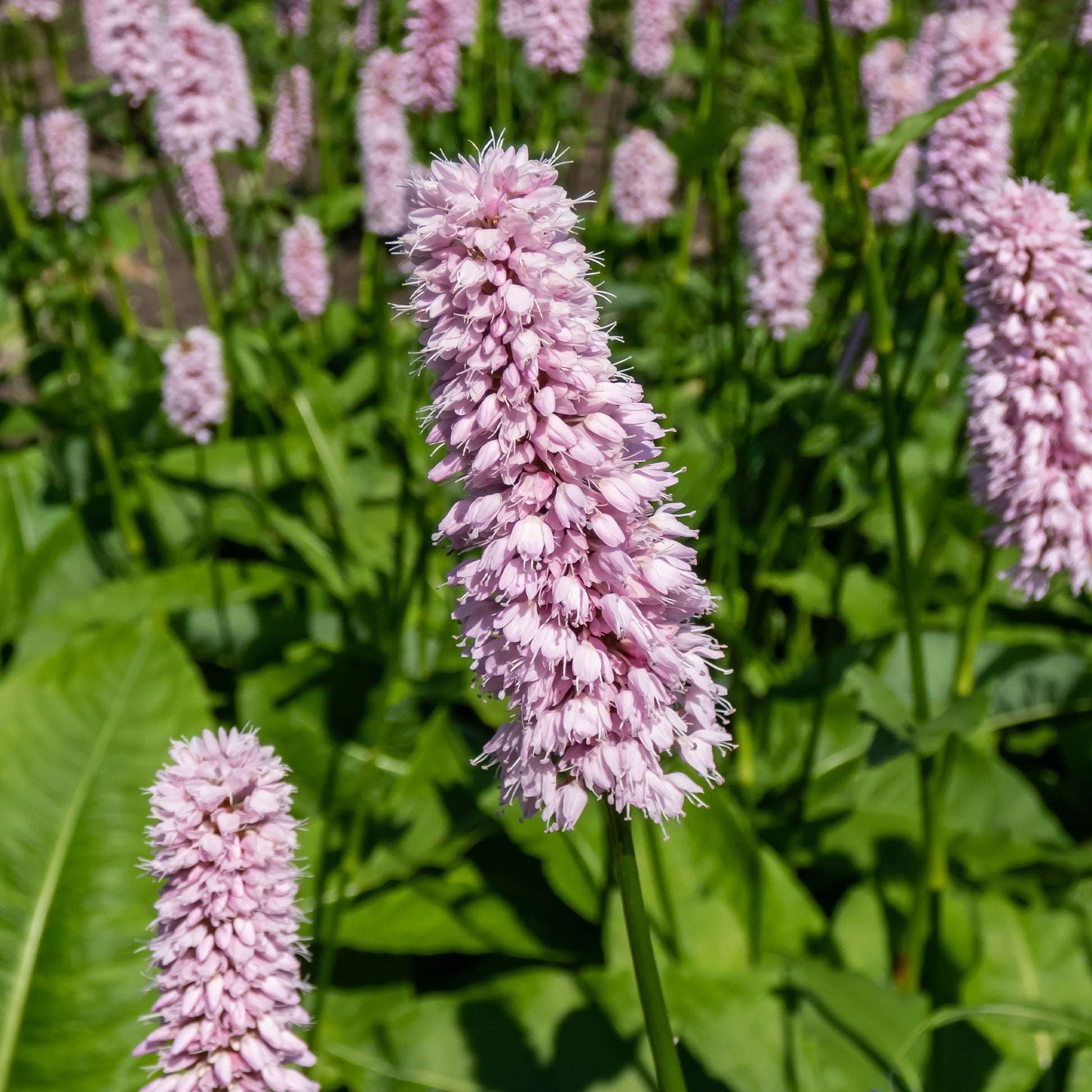 Persicaria bistorta Superba - Renouée Persicaria bistorta Superba - Plantes vivaces