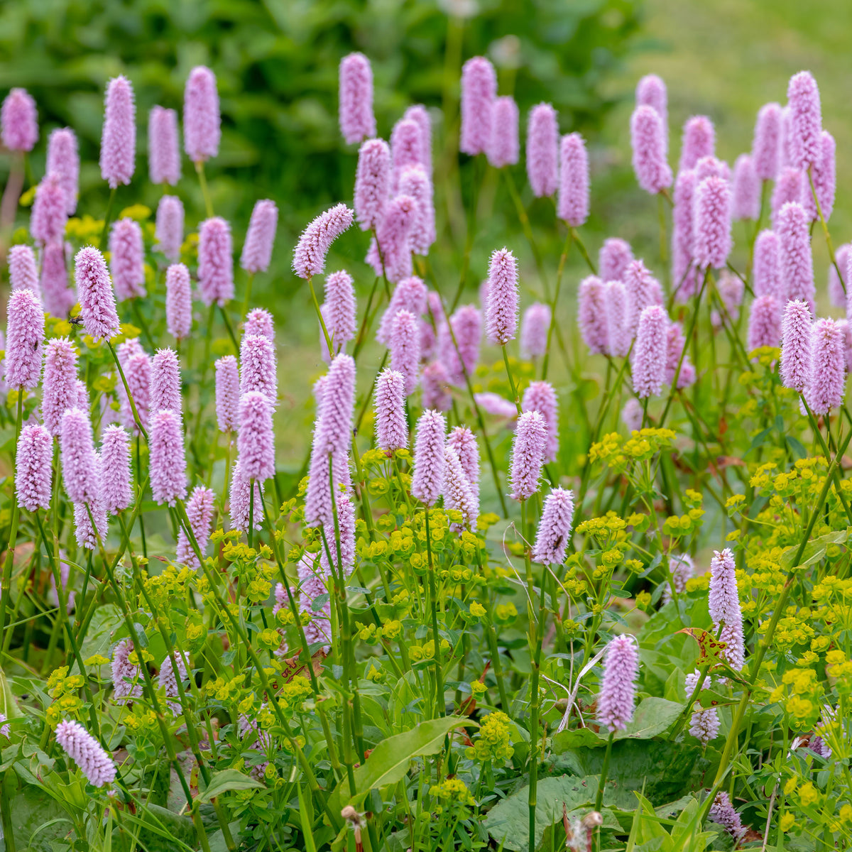 Plantes vivaces - Renouée Persicaria bistorta Superba - Persicaria bistorta Superba