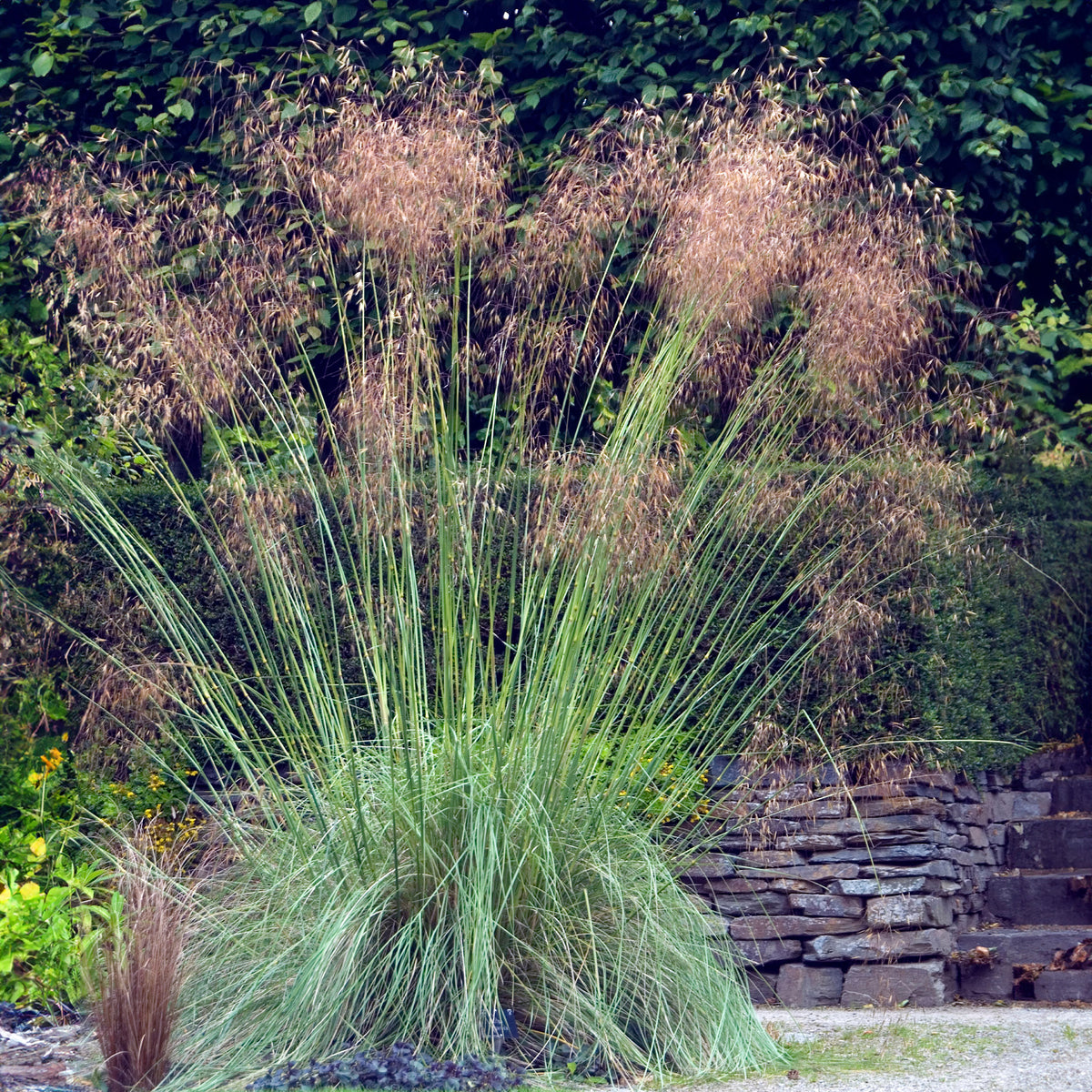 Stipe géante - Stipa gigantea - Bakker