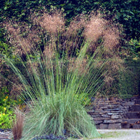 5 Vivaces pour massif champêtre - Stipa gigantea, Pennisetum alopecuroides,Rudbeckia fulgida,Achillea millefolium,Persicaria amplexicaulis  - Bakker