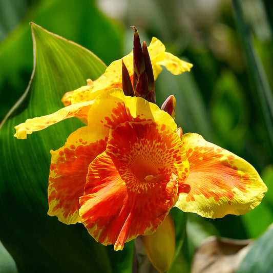 Canna Tropicanna Gold - Bakker