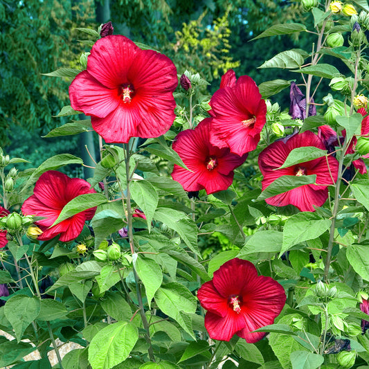 Hibiscus des marais Luna red - Bakker