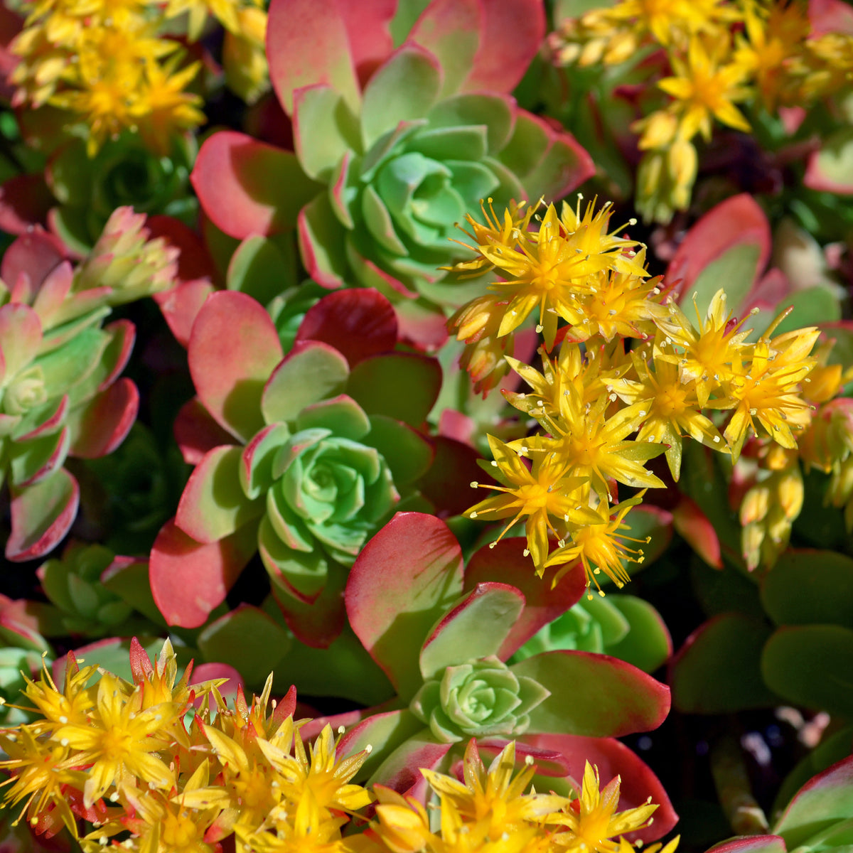 Sedum palmeri