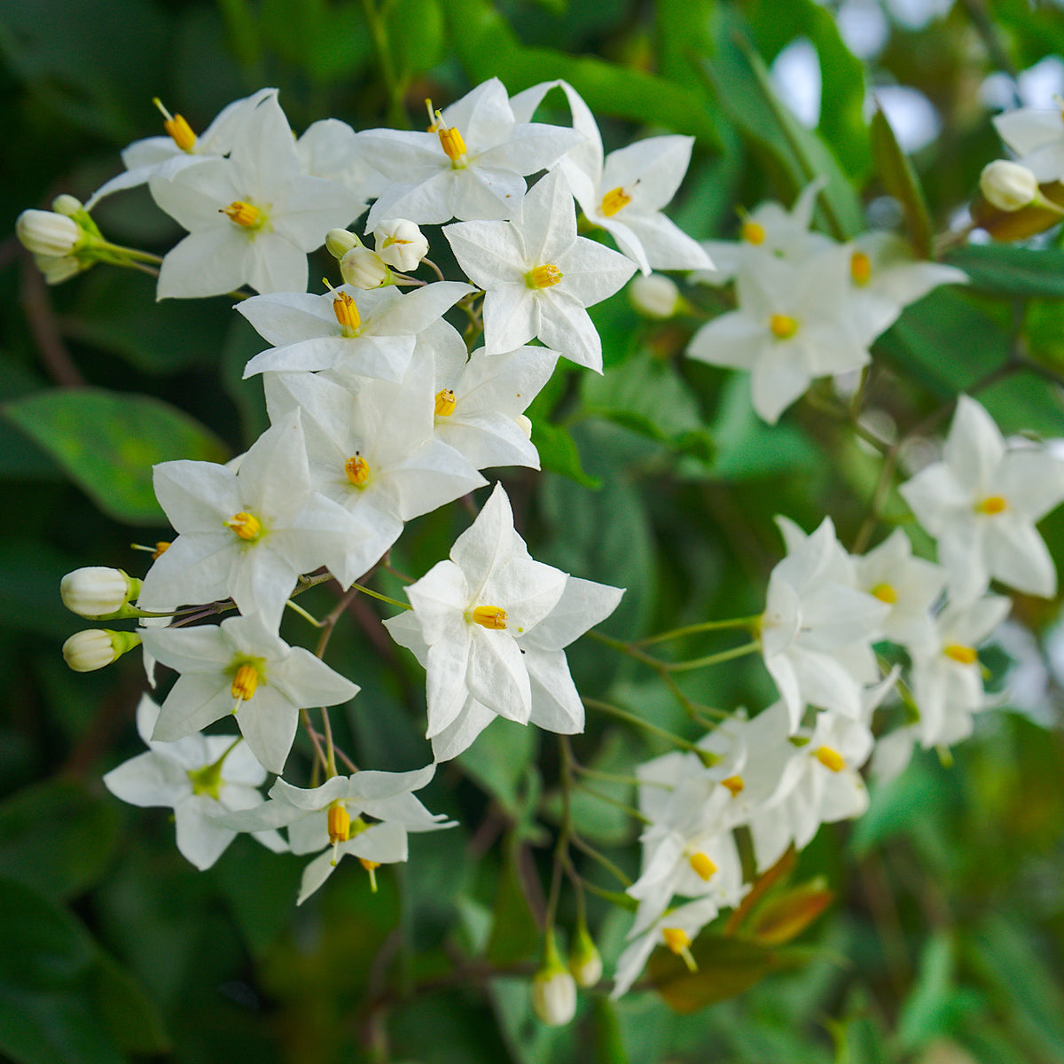 Plantes grimpantes - Morelle faux-jasmin - Solanum jasminoides