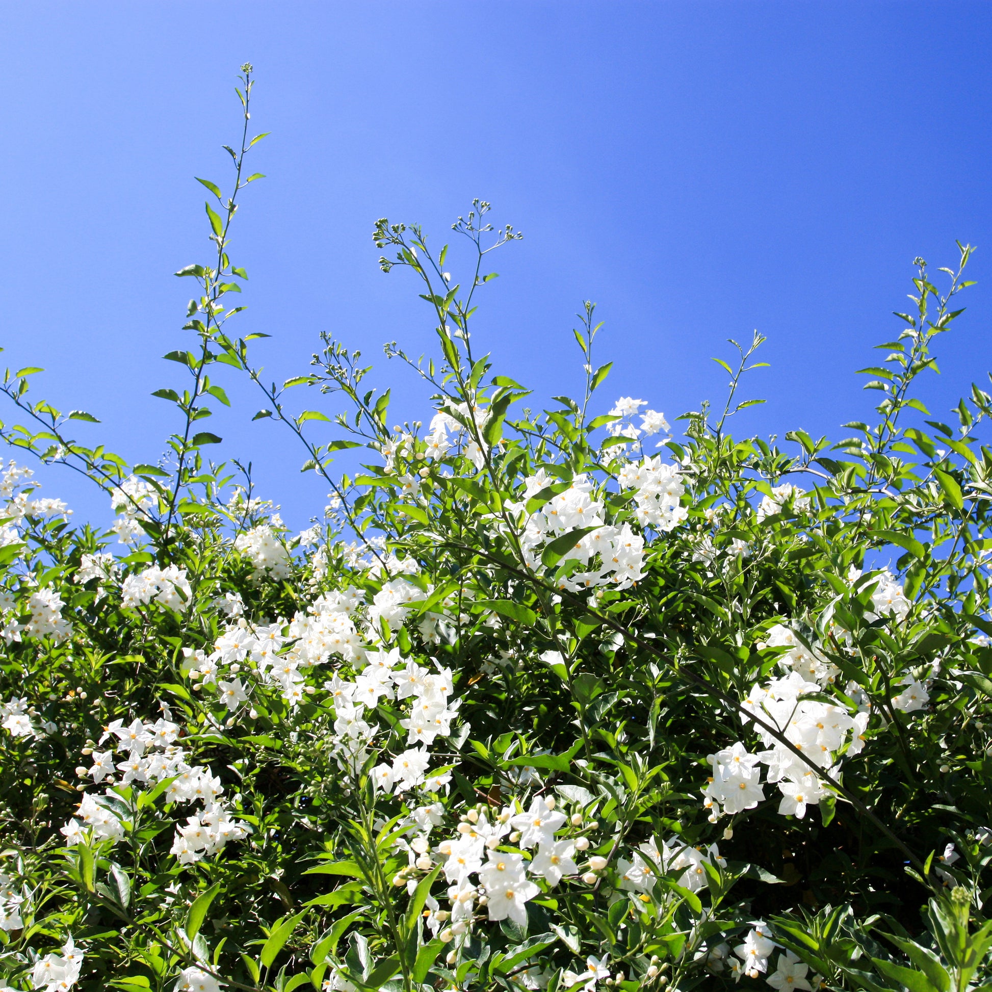 Bakker - Morelle faux-jasmin - Solanum jasminoides - Plantes d'extérieur