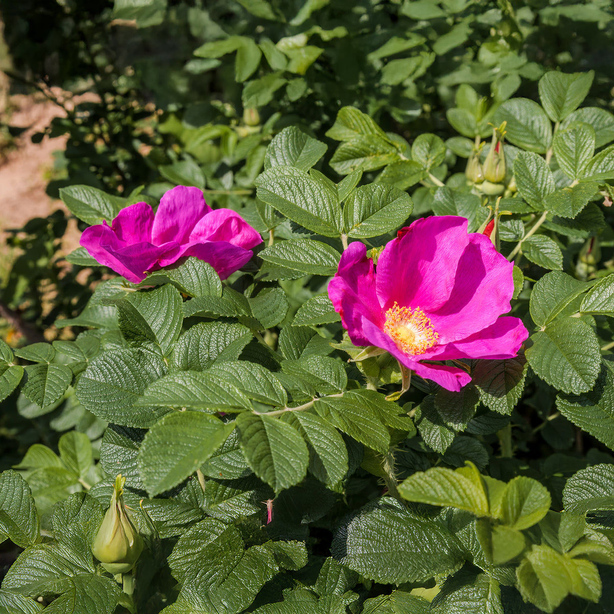 Rosiers - 2 Rosiers rugueux rose foncé (pot) - Rosa rugosa rubra