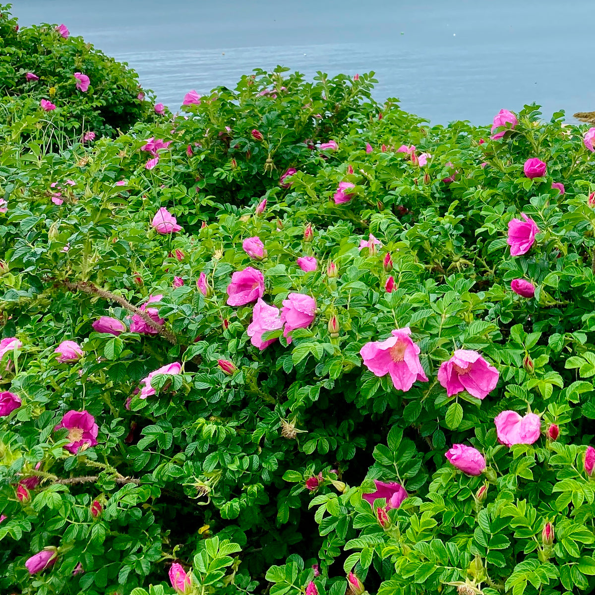 Vente 2 Rosiers rugueux rose foncé (pot) - Rosa rugosa rubra