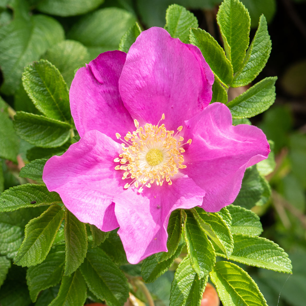 2 Rosiers rugueux rose foncé (pot) - Rosiers - Bakker