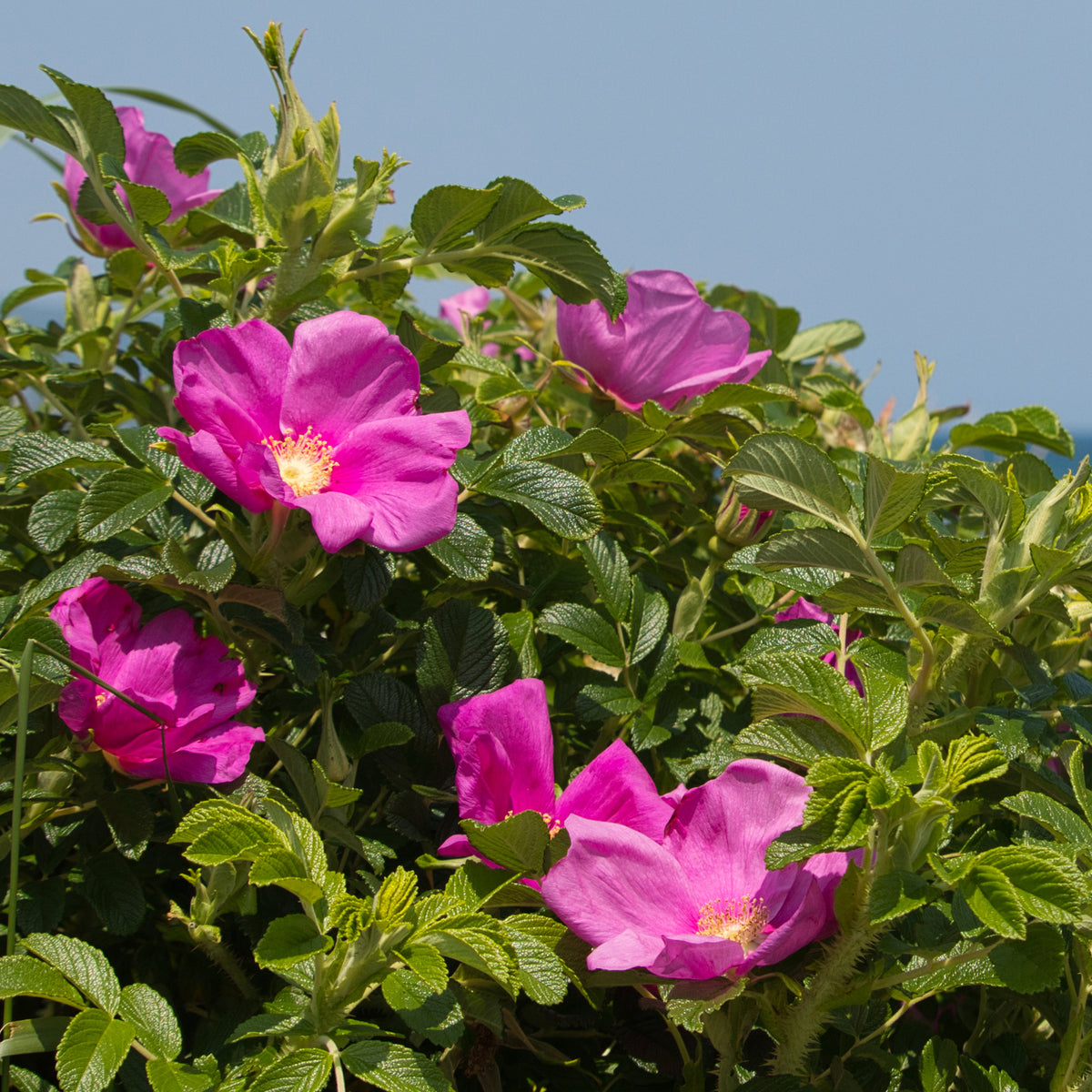 Vente 2 Rosiers rugueux rose foncé (pot)