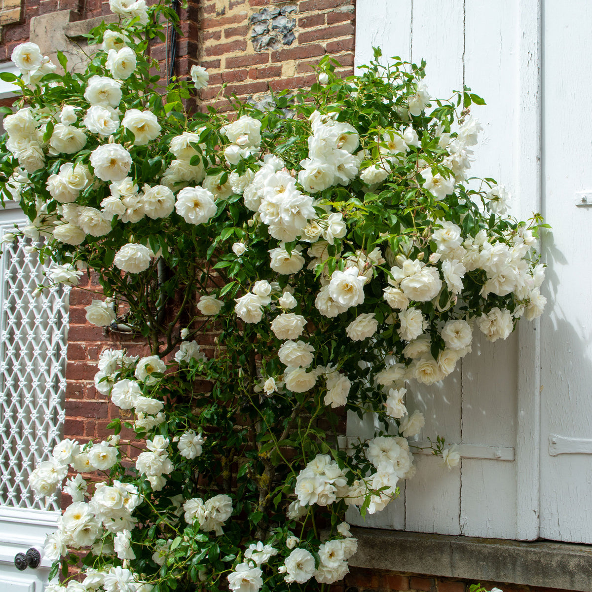 Rosier grimpant blanc - Bakker