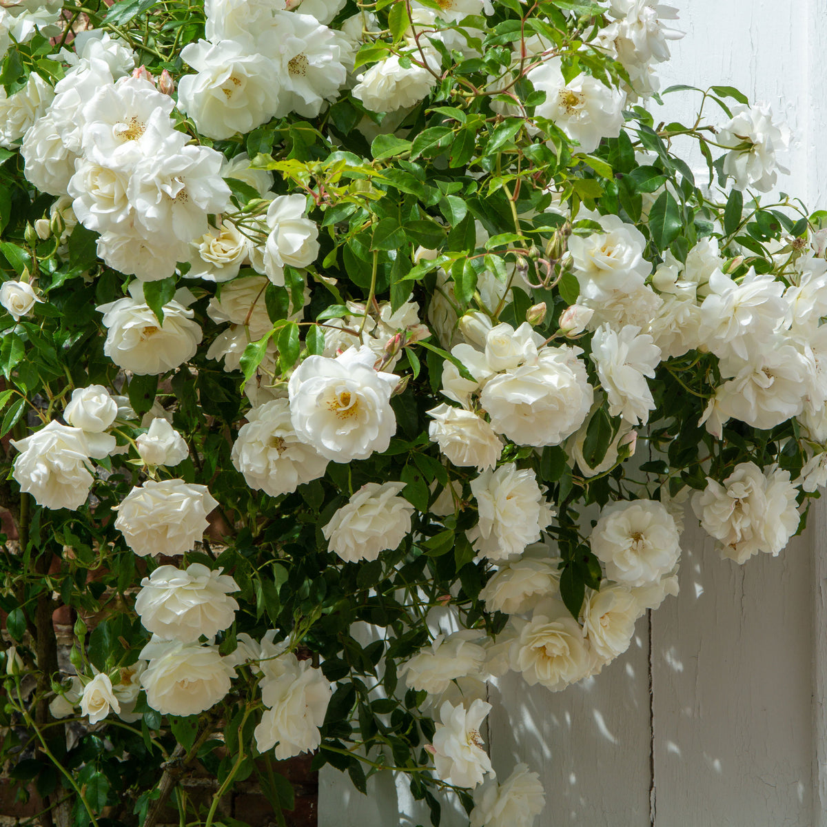 Rosier grimpant blanc - Rosa - Bakker