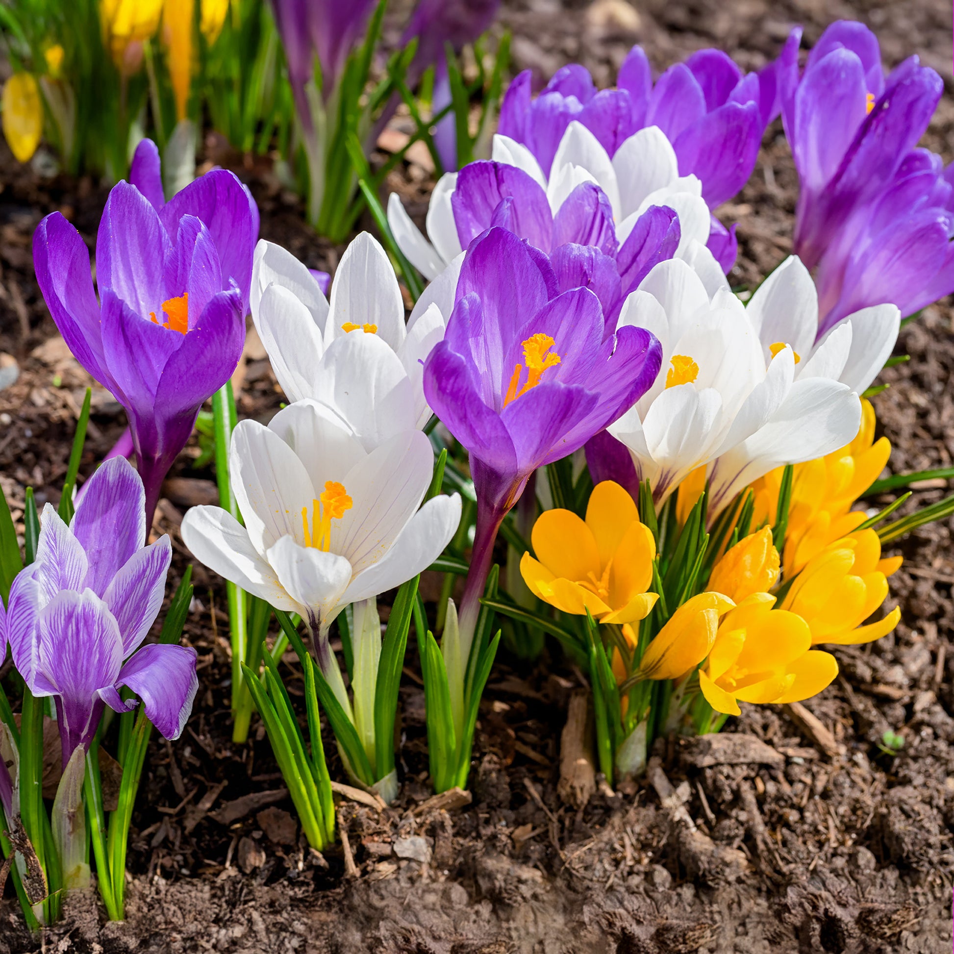 100 Crocus à grosses fleurs en mélange - Bakker
