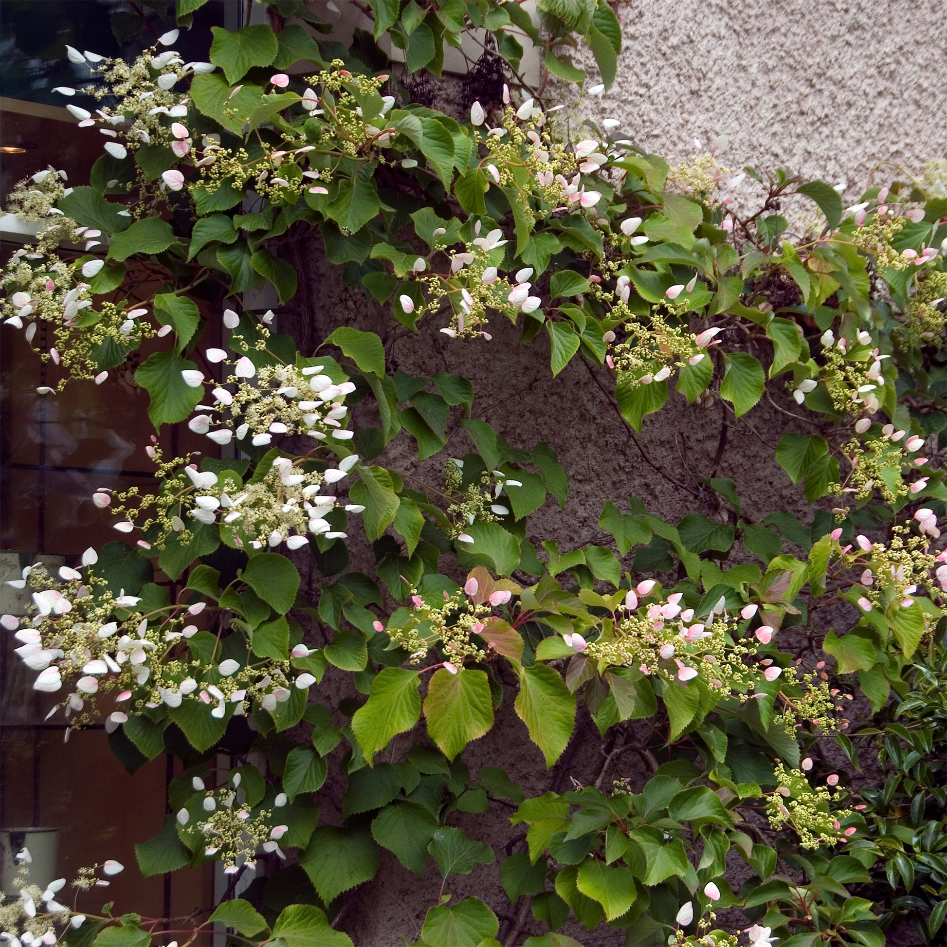 Hortensia grimpant du Japon - Schizophragma hydrangeoïdes - Bakker