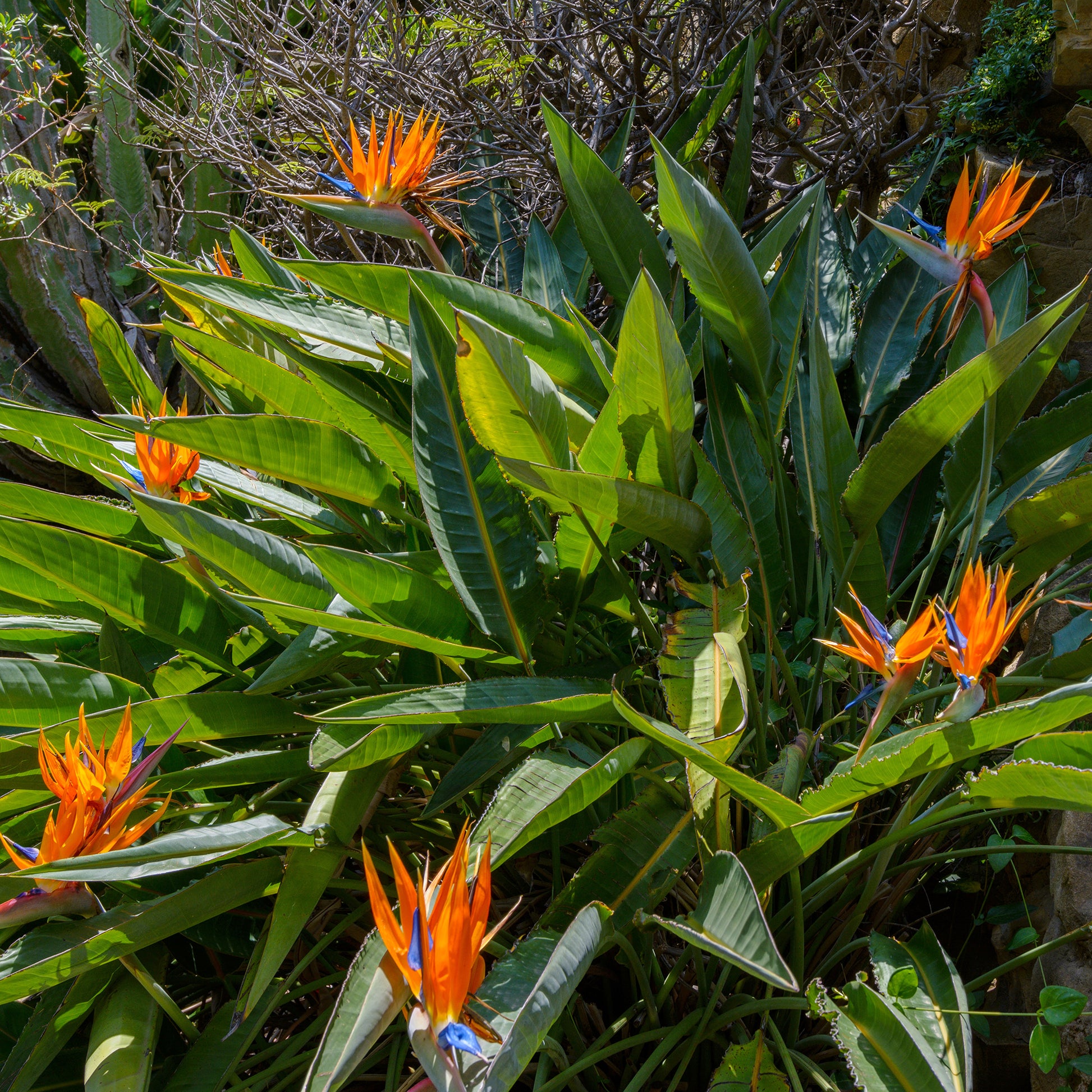 Oiseau du paradis Strelitzia - Strelitzia reginae - Bakker
