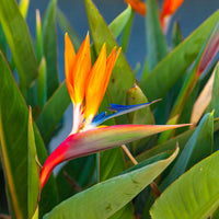 Vente Oiseau du paradis Strelitzia - Strelitzia reginae