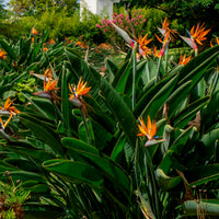 Strelitzia reginae - Oiseau du paradis Strelitzia - Strelitzia reginae - Oiseau de paradis
