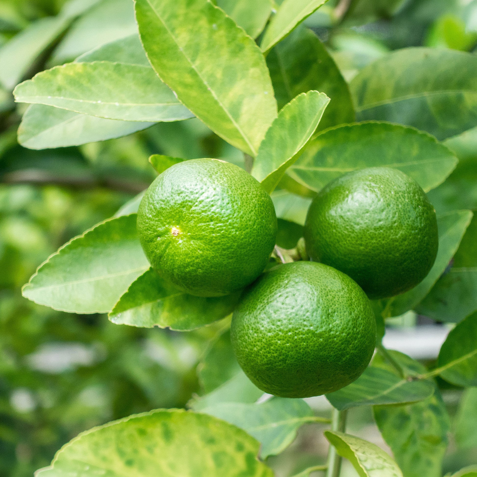 Citrus aurantifolia - Citron vert - Agrumes