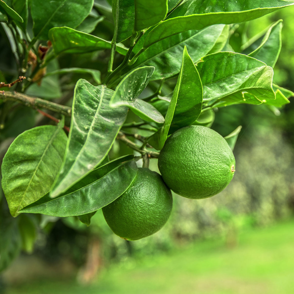 Citron vert - Citrus aurantifolia - Bakker
