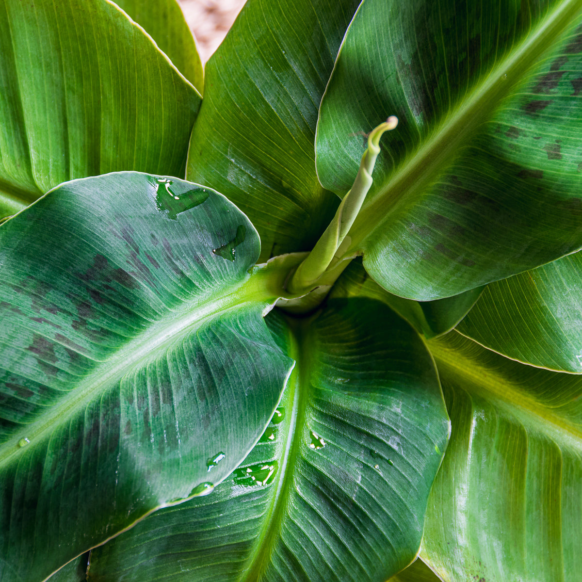 bananier - Bananier nain Dwarf Cavendish - Musa acuminata Dwarf Cavendish