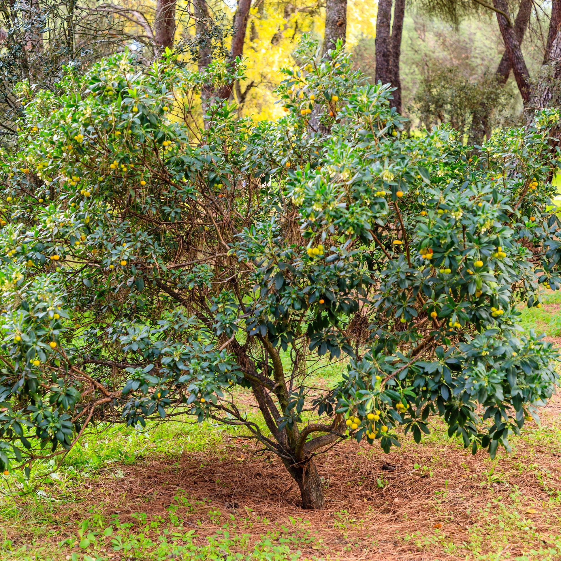 Arbutus unedo - Arbousier - Arbustes à feuillage persistant