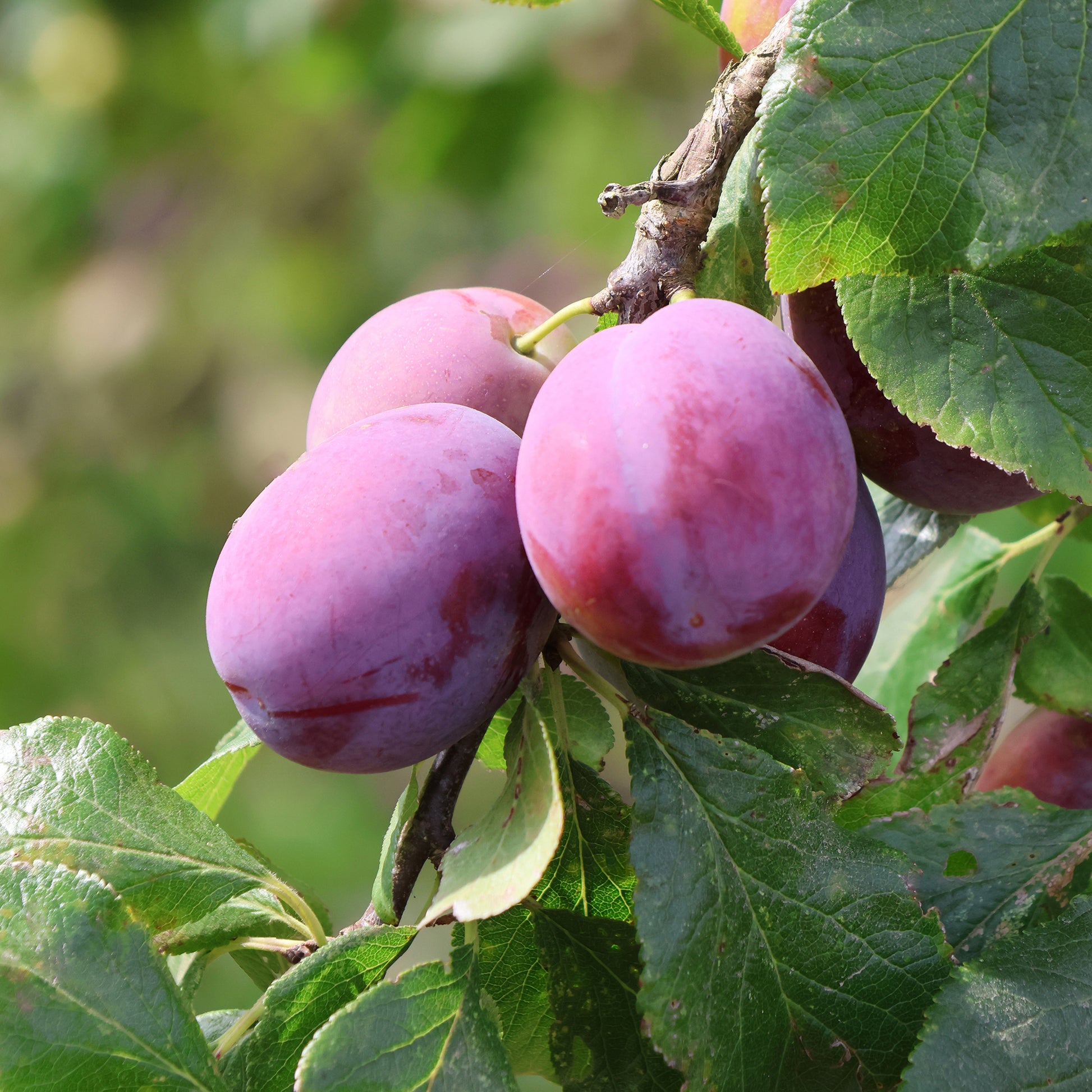 Prunier Victoria - Prunus domestica victoria - Bakker