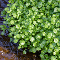 Cresson de la fontaine - Cresson d'eau - Bakker