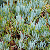 Arbustes à feuillage persistant - Seneçon - Senecio mandraliscae