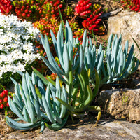 Senecio mandraliscae - Seneçon - Arbustes à feuillage persistant