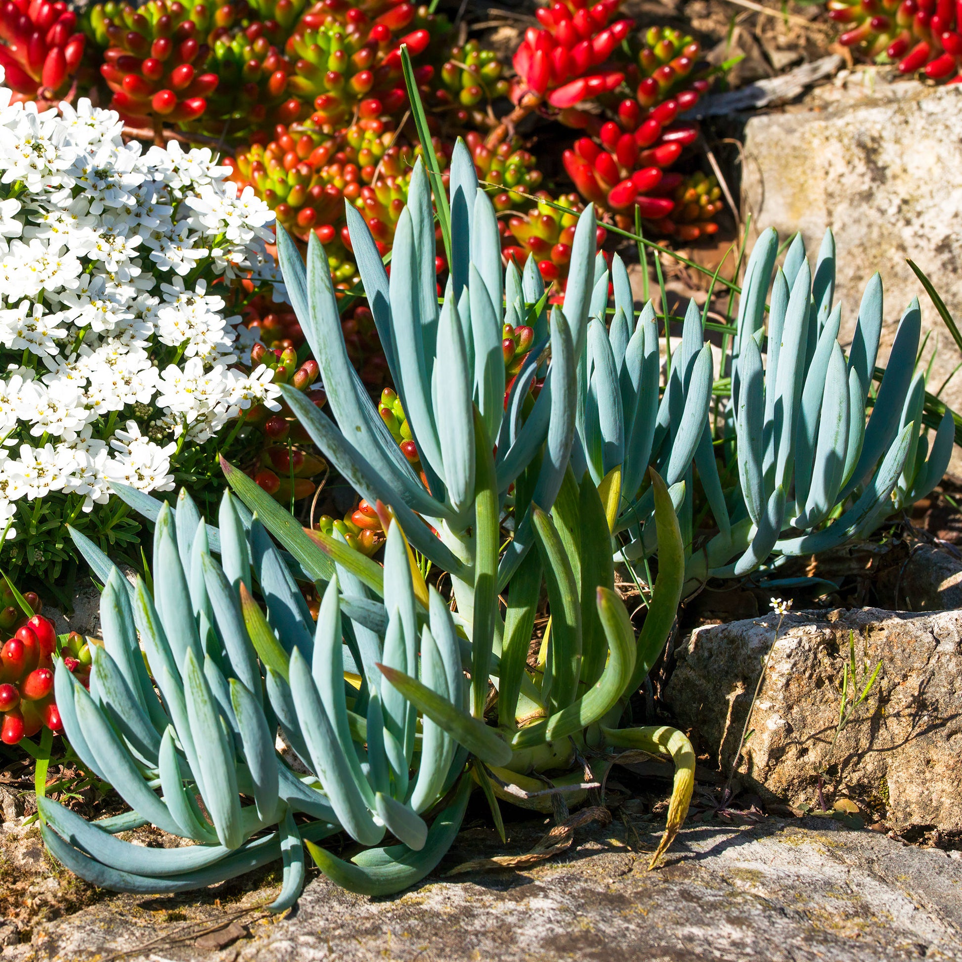 Senecio mandraliscae - Seneçon - Arbustes à feuillage persistant