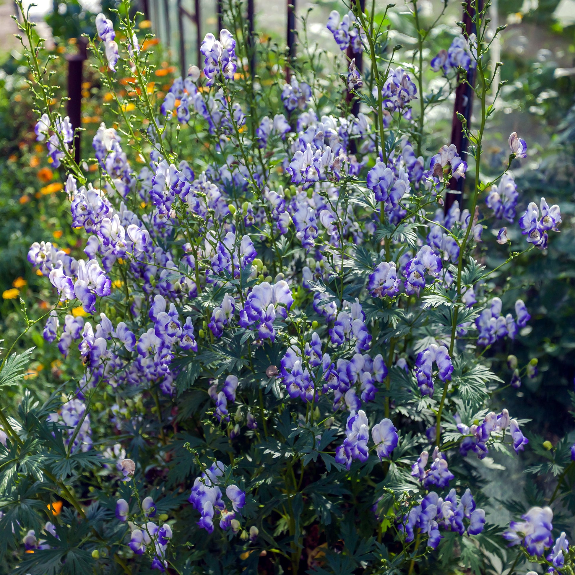 Aconit Bicolor - Aconitum cammarum Bicolor - Bakker