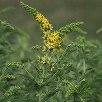 Aigremoine eupatoire - Agrimonia eupatoria - Bakker