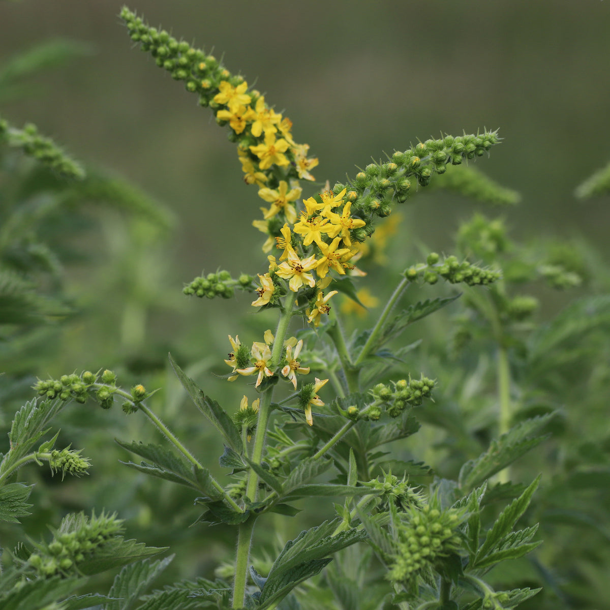 Aigremoine eupatoire - Agrimonia eupatoria - Bakker