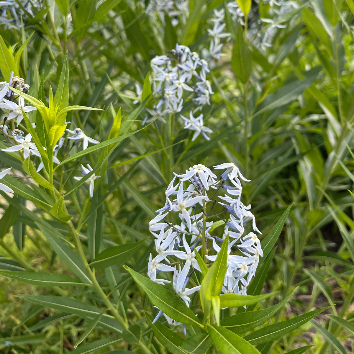 Étoile bleue à feuille de saule - Amsonia tabernaemontana var. salicifolia - Bakker