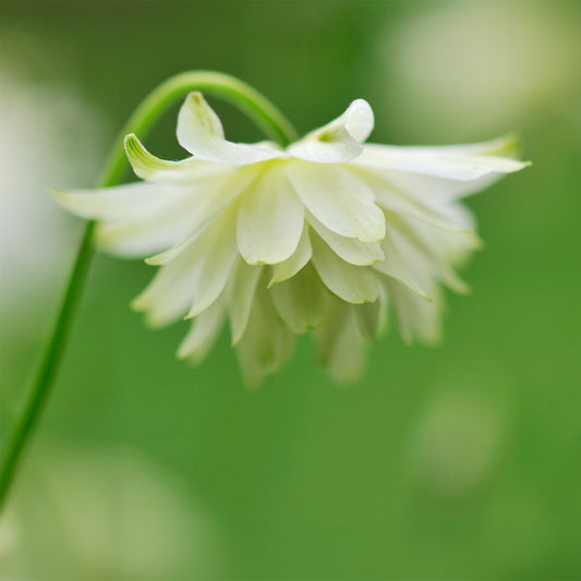 Ancolie des jardins Green Apples - Bakker