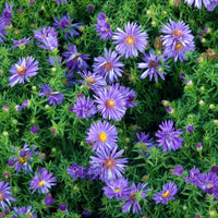 Aster nain d'automne Augenweide - Aster dumosus Augenweide - Bakker