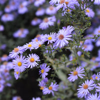 Aster nain d'automne Professor Anton Kippenberg - Bakker