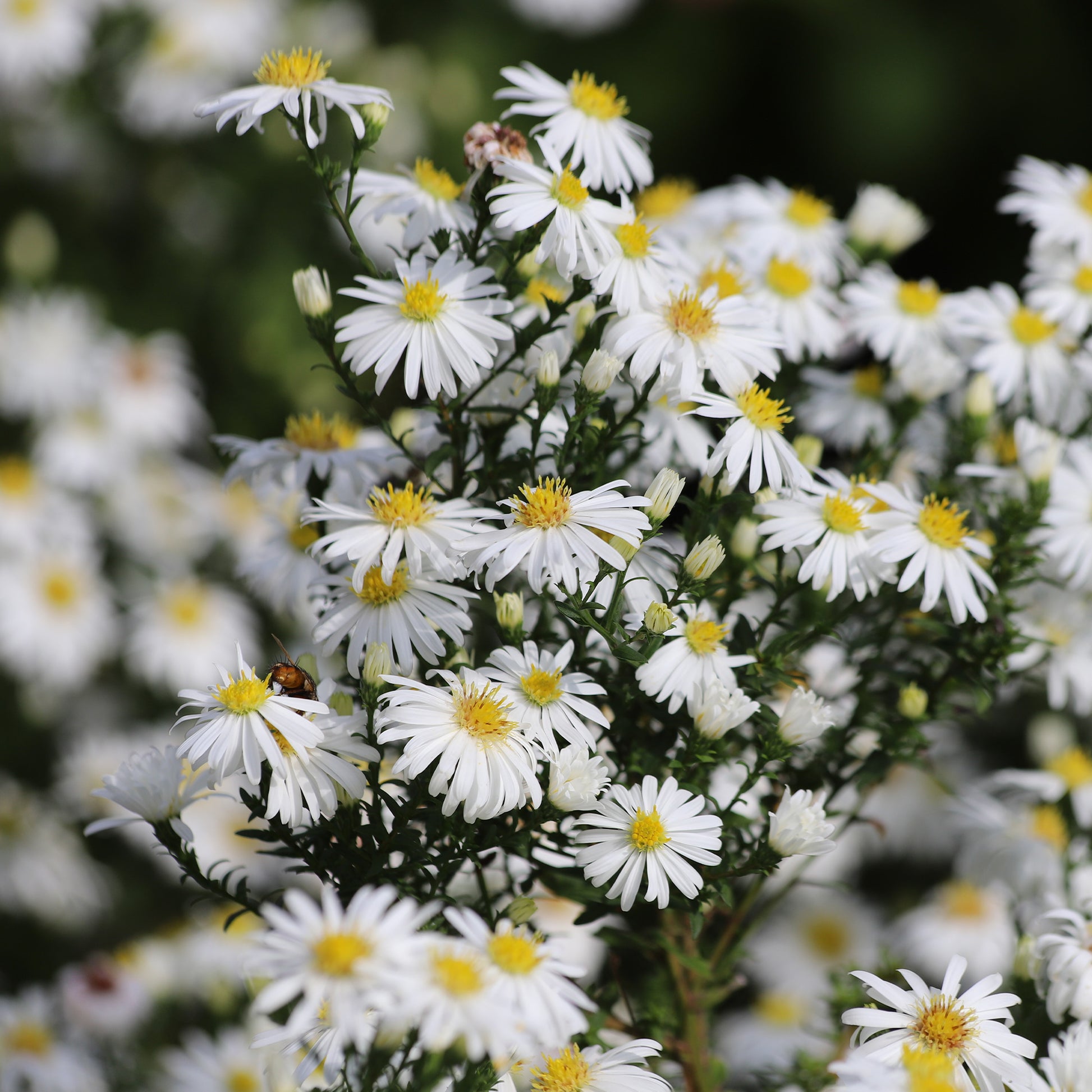 Aster nain Snowsprite - Aster dumosus schneekissen - Bakker