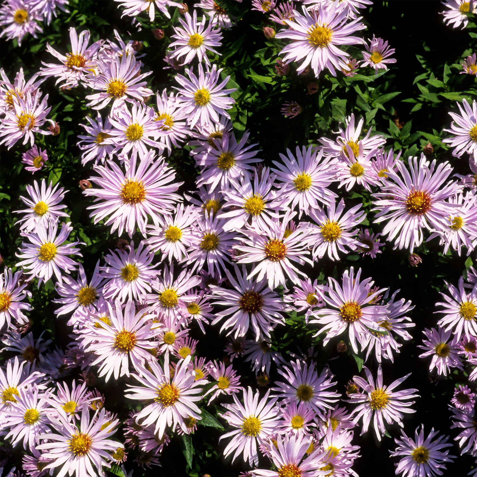 Aster nain Silberblaukissen - Bakker