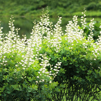 Lupin indigo blanc - Bakker