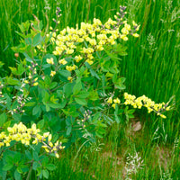 Lupin indigo Lemon Meringue - Baptisia Lemon Meringue - Bakker