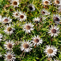 Carline acaule - Carlina acaulis subsp. simplex - Bakker