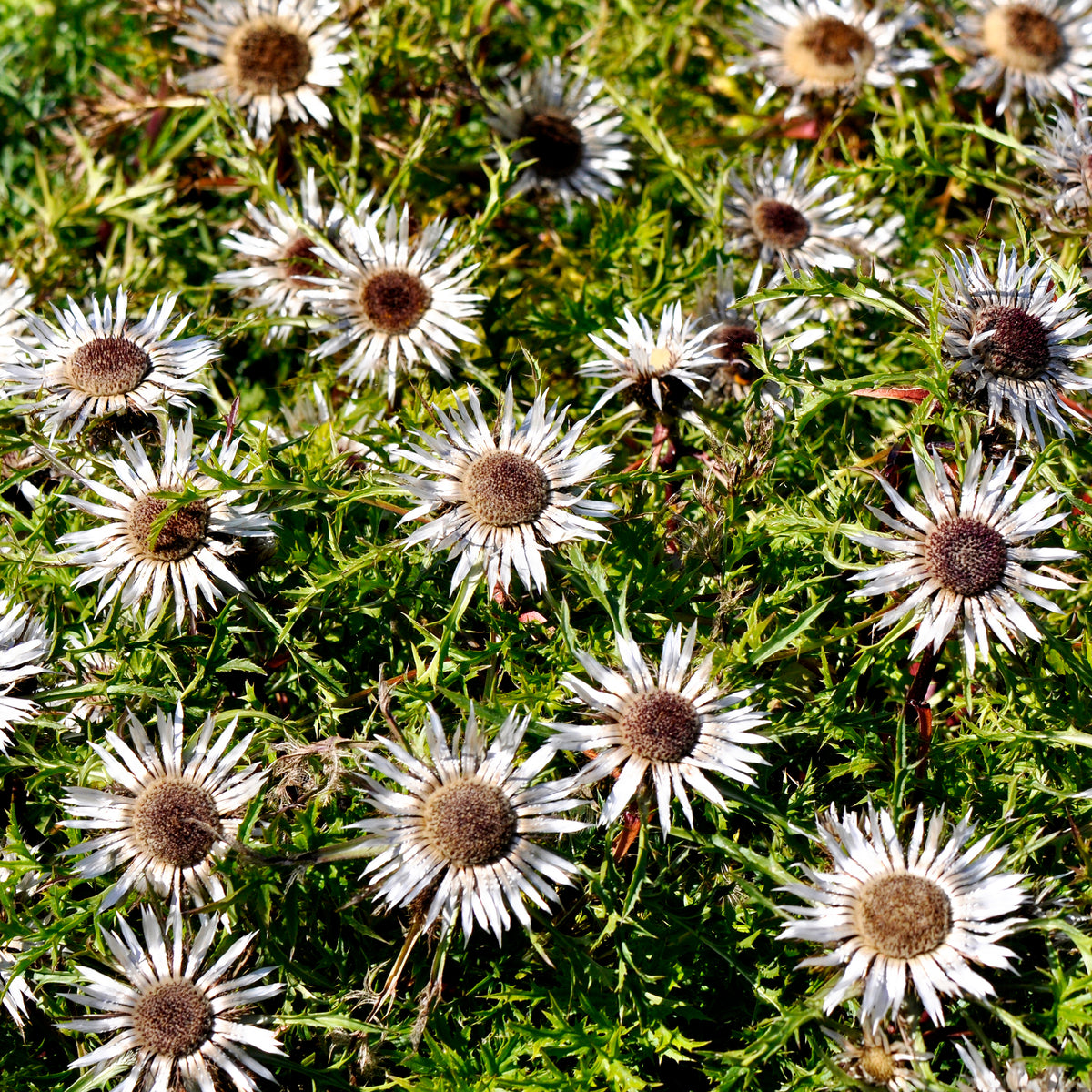 Carline acaule - Carlina acaulis subsp. simplex - Bakker
