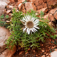 Carlina acaulis subsp. simplex - Carline acaule - Vivaces sauvages