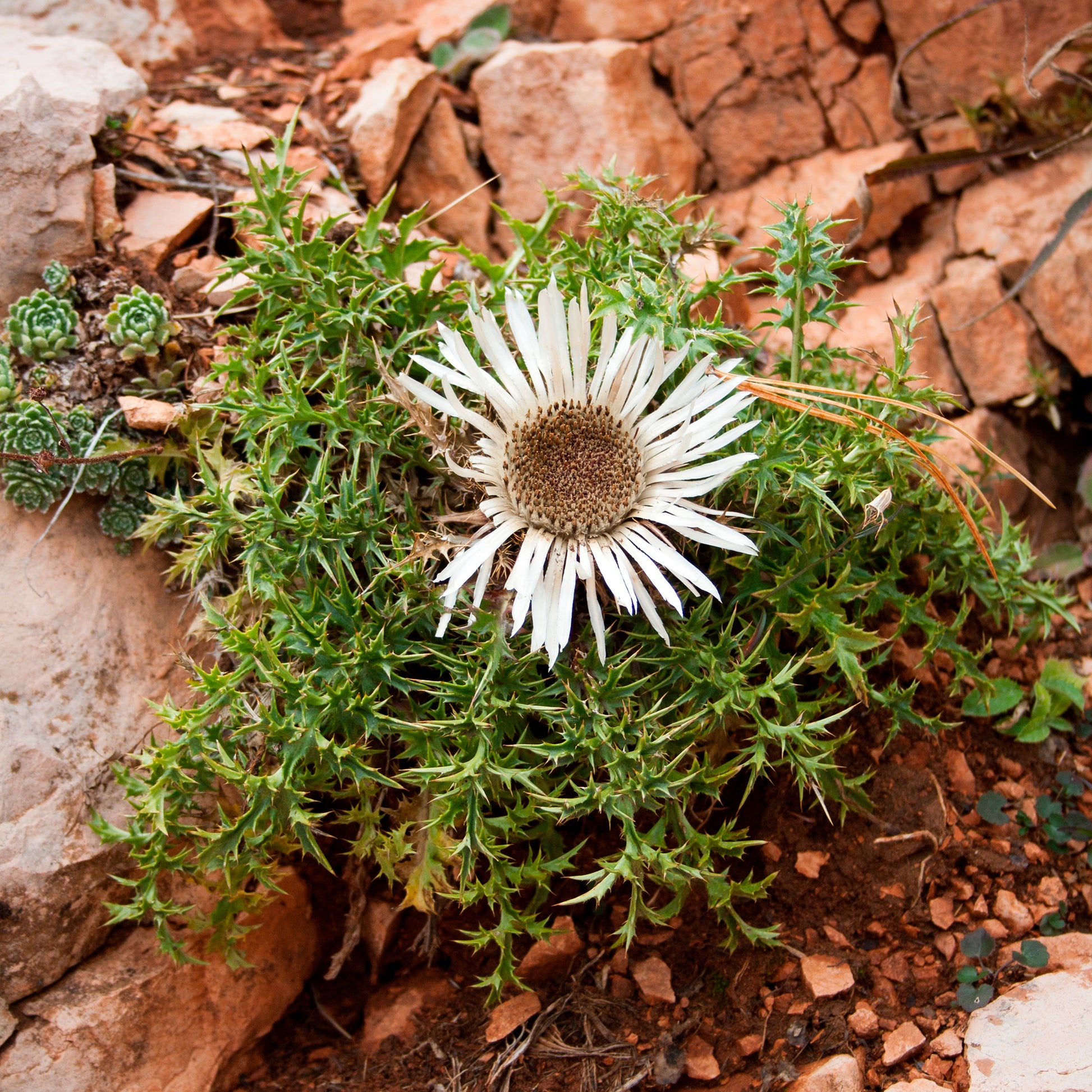 Carlina acaulis subsp. simplex - Carline acaule - Vivaces sauvages