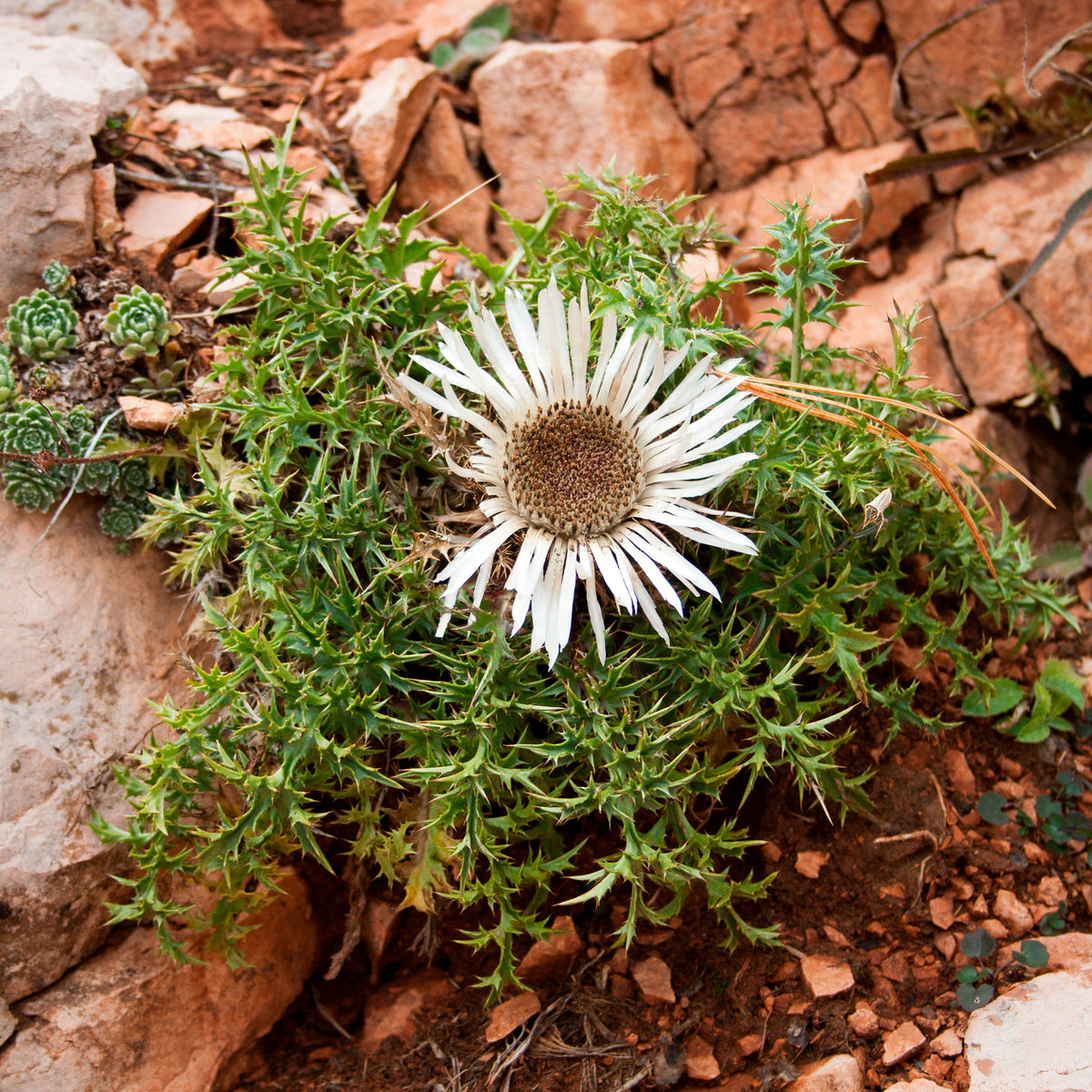 Carlina acaulis subsp. simplex - Carline acaule - Vivaces sauvages