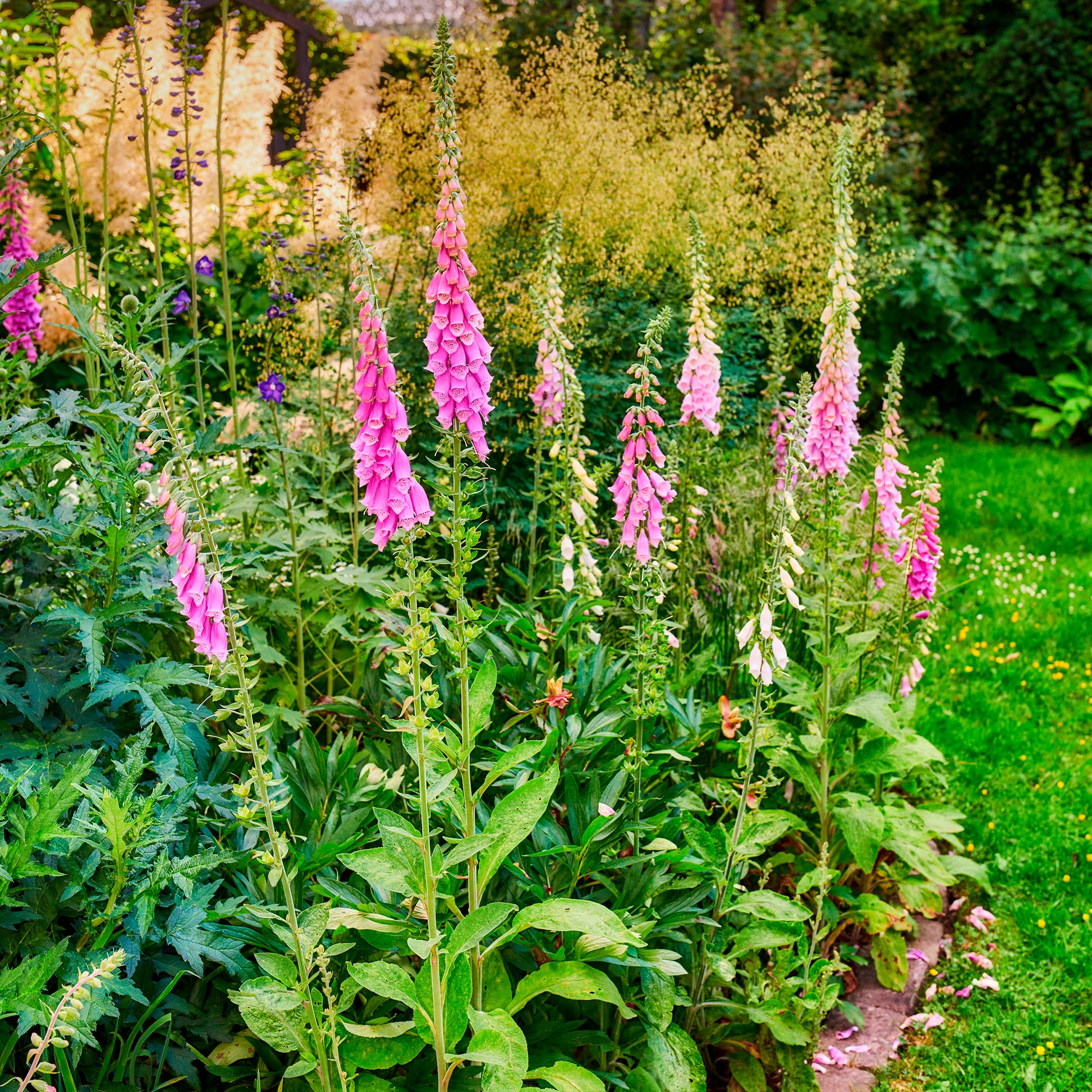Digitale pourpre - Digitalis purpurea - Bakker