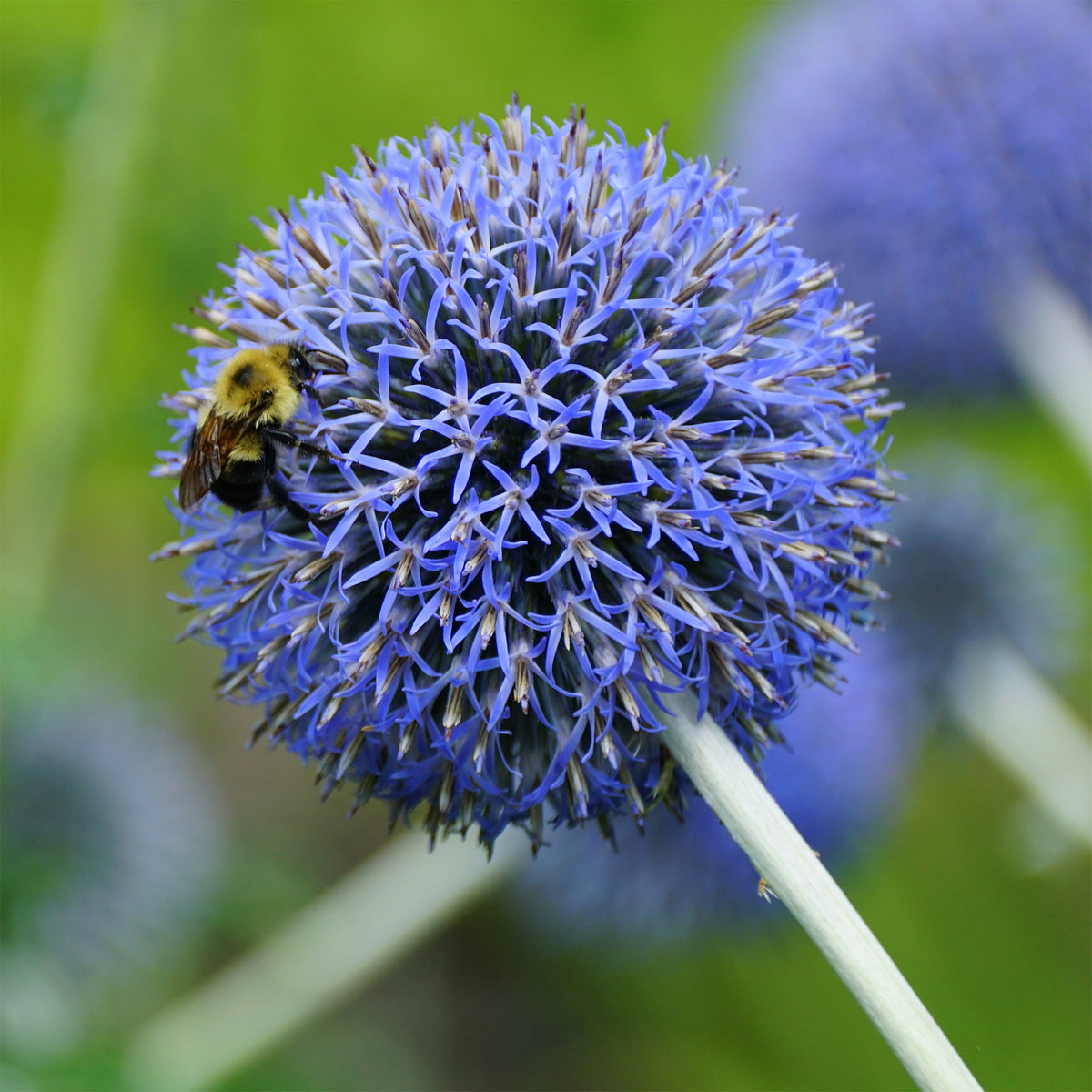 Boule azurée Blue Globe - Echinops bannaticus blue globe - Bakker
