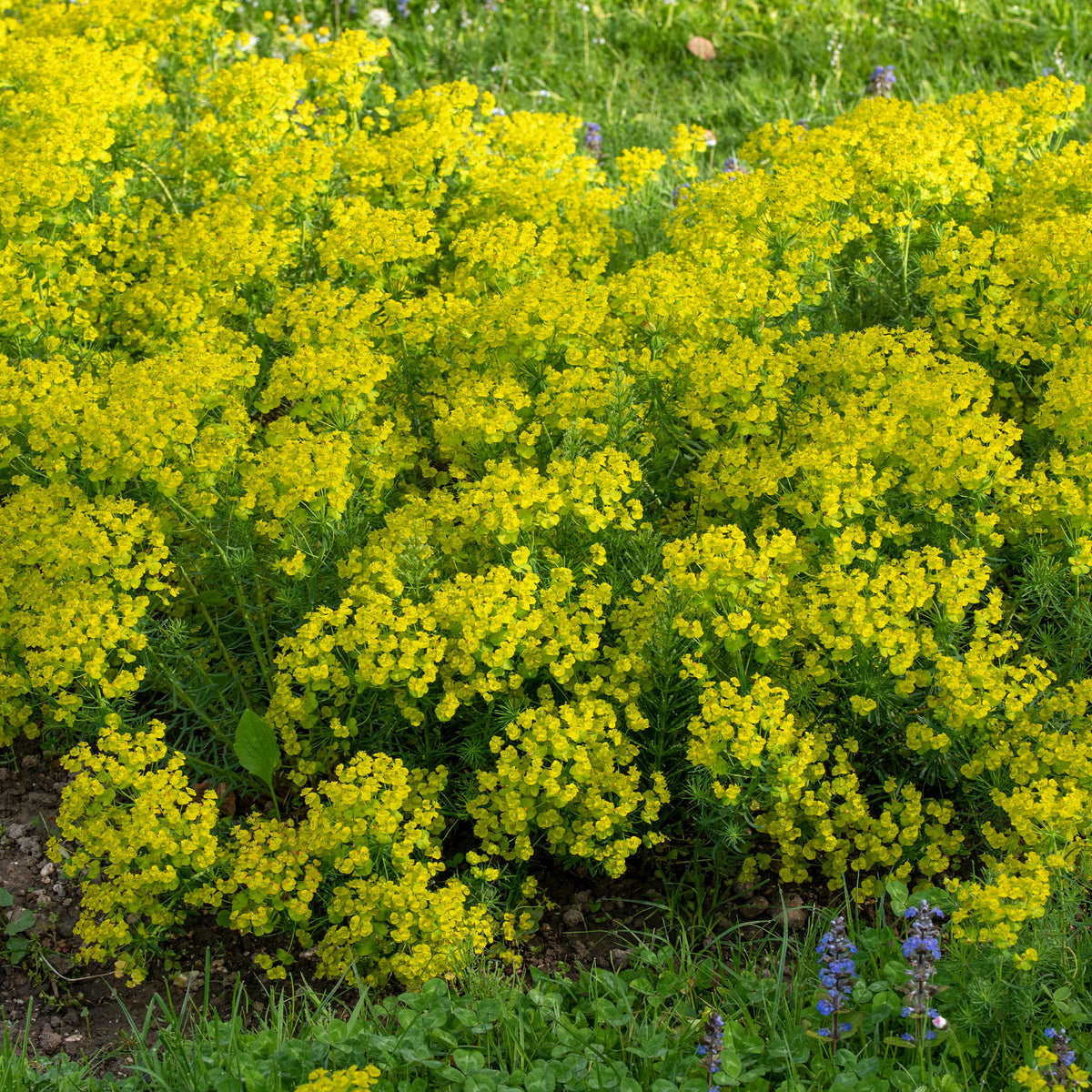 Vente Euphorbe petit-cyprès